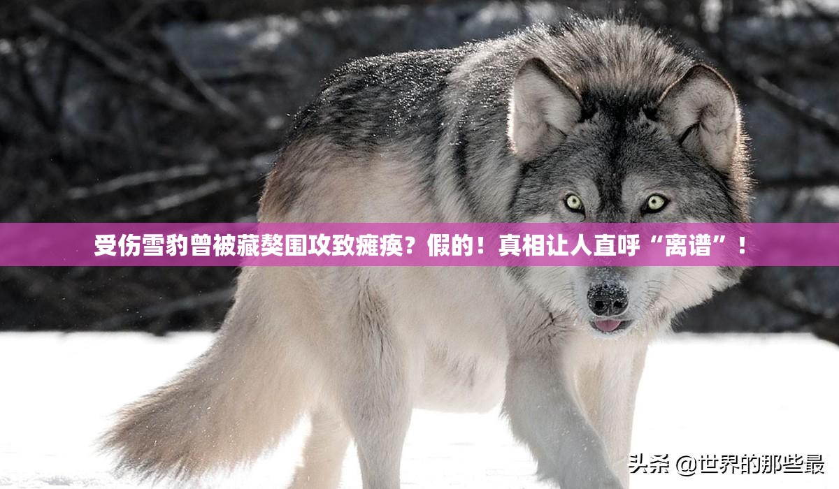 受伤雪豹曾被藏獒围攻致瘫痪？假的